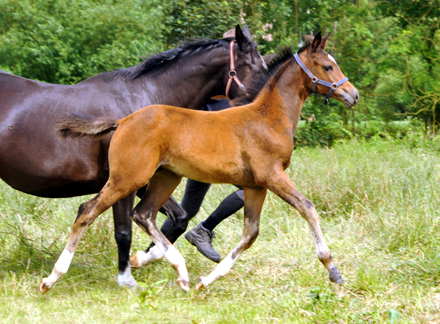 Stutfohlen von High Motion u.d. Greta Garbo v. Alter Fritz - Foto: Beate Langels -  
Trakehner Gestt Hmelschenburg