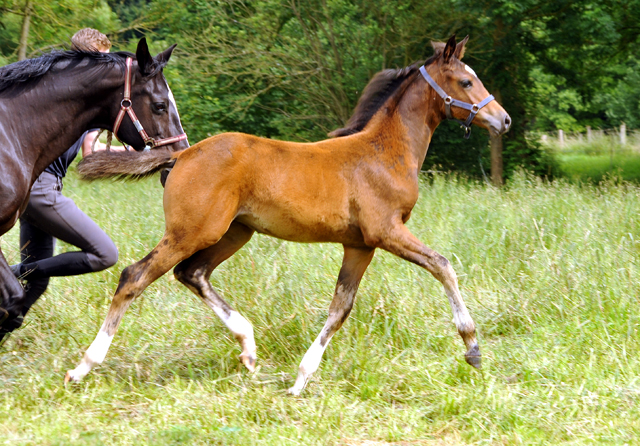 Stutfohlen von High Motion u.d. Greta Garbo v. Alter Fritz - Foto: Beate Langels -  
Trakehner Gestt Hmelschenburg