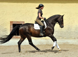 Trakehner von Meraldik u.d. Schwalbenflair v. Exclusiv