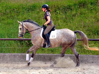   4jhriger Trakehner Wallach Tilly von Leonidas u.d. Thirica v. Enrico Caruso - Foto: Beate Langels - Trakehner Gestt Hmelschenburg