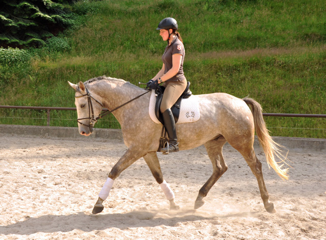   4jhriger Trakehner Wallach Tilly von Leonidas u.d. Thirica v. Enrico Caruso - Foto: Beate Langels - Trakehner Gestt Hmelschenburg