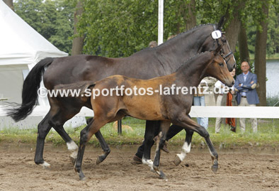 Stutfohlen von Freudenfest u.d. Pr.A. Sankt Helena v. Alter Fritz u.d. Pr.u.St.Pr.St. Schwalbenspiel v. Exclusiv