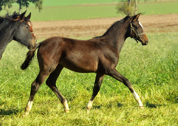 Trakehner Stutfohlen von Saint Cyr u.d. Greta Garbo v. Alter Fritz, Foto: Beate Langels, Trakehner Gestt Hmelschenburg