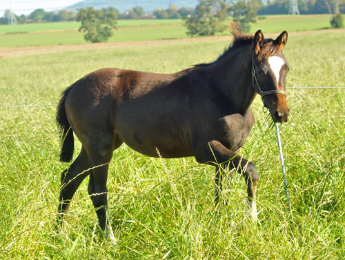 Trakehner Stutfohlen von Saint Cyr u.d. Greta Garbo v. Alter Fritz, Foto: Beate Langels, Trakehner Gestt Hmelschenburg