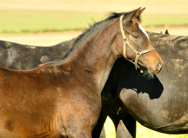 Trakehner Stutfohlen von Saint Cyr u.d. Greta Garbo v. Alter Fritz, Foto: Beate Langels, Trakehner Gestt Hmelschenburg