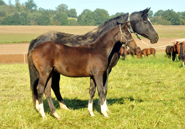 Trakehner Stutfohlen von Saint Cyr u.d. Greta Garbo v. Alter Fritz, Foto: Beate Langels, Trakehner Gestt Hmelschenburg