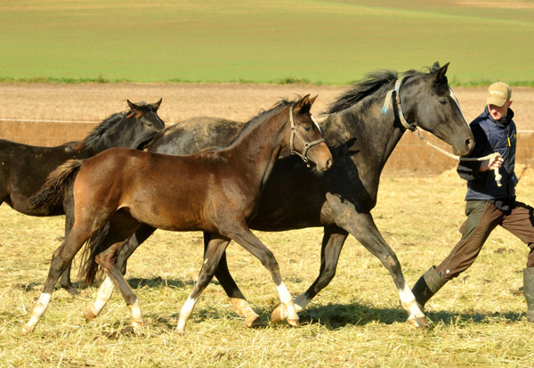 Trakehner Stutfohlen von Saint Cyr u.d. Greta Garbo v. Alter Fritz, Foto: Beate Langels, Trakehner Gestt Hmelschenburg