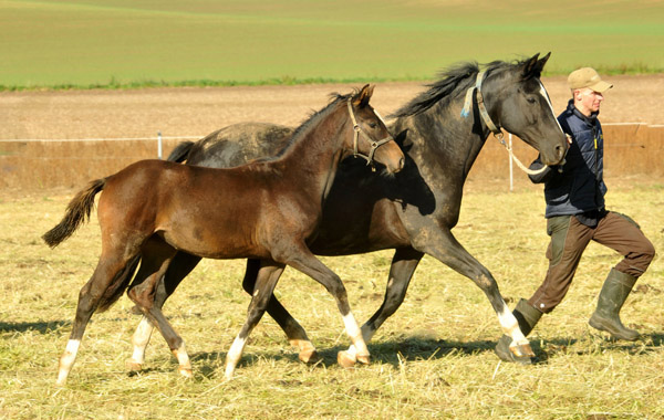 Trakehner Stutfohlen von Saint Cyr u.d. Greta Garbo v. Alter Fritz, Foto: Beate Langels, Trakehner Gestt Hmelschenburg