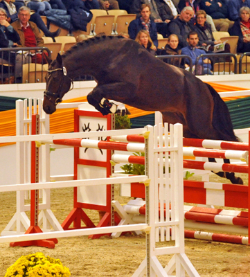 Trakehner Hengst von Saint Cyr u.d. Pr.St. Under the moon v. Easy Game - Herzkristall , Foto: Beate Langels - Trakehner Gestt Hmelschenburg