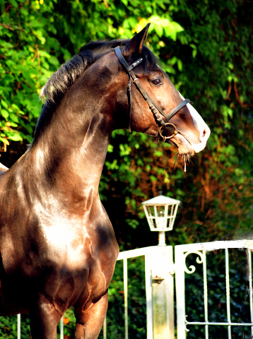 Prmienhengst SHAVALOU v. Freudenfest u.d. Elitestute Schwalbenspiel v. Exclusiv - 16. Oktober 2016 - Foto: Beate Langels - Trakehner Gestt Hmelschenburg