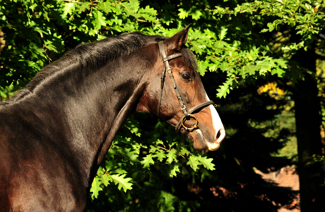 Prmienhengst SHAVALOU v. Freudenfest u.d. Elitestute Schwalbenspiel v. Exclusiv - 26. September 2015 - Foto: Beate Langels - Trakehner Gestt Hmelschenburg