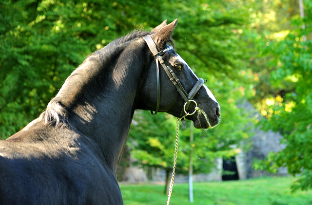 Alter Fritz von Chardonnay - Foto: Beate Langels - Trakehner Gestt Hmelschenburg