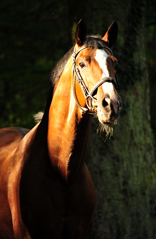 Freudenfest v. Tolstoi - Foto: Beate Langels - Trakehner Gestt Hmelschenburg