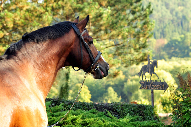 Freudenfest v. Tolstoi - Foto: Beate Langels - Trakehner Gestt Hmelschenburg