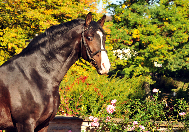 Prmienhengst SHAVALOU v. Freudenfest u.d. Elitestute Schwalbenspiel v. Exclusiv - 26. September 2015 - Foto: Beate Langels - Trakehner Gestt Hmelschenburg