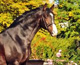 Im Oktober 2016 - Foto Beate Langels - Trakehner Gestt Hmelschenburg