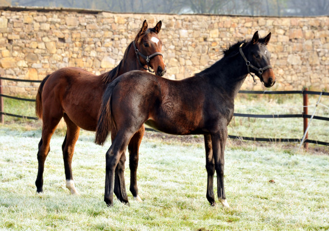 Absetzer von Saint Cyr und Showmaster - Hmelschenburg im November 2013, Foto: Beate Langels, Trakehner Gestt Hmelschenburg - Beate Langels