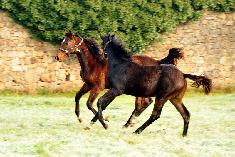 Absetzer von Saint Cyr und Showmaster - Hmelschenburg im November 2013, Foto: Beate Langels, Trakehner Gestt Hmelschenburg - Beate Langels