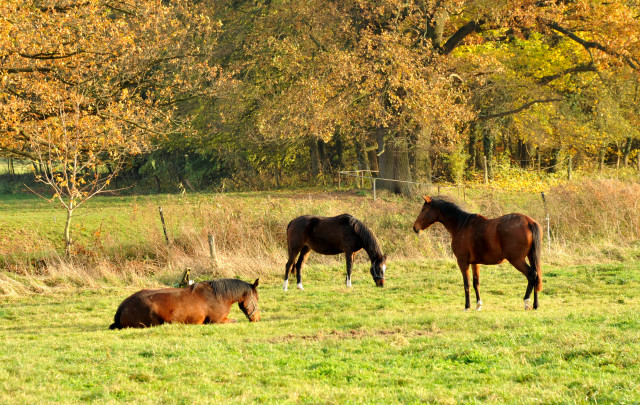 Zweijhrige Stuten in Hmelschenburg im November 2013, Foto: Beate Langels, Trakehner Gestt Hmelschenburg - Beate Langels