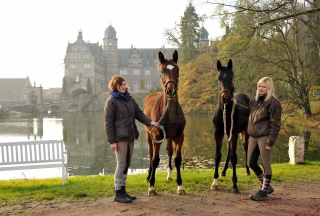 Absetzer von Saint Cyr und Showmaster - Hmelschenburg im November 2013, Foto: Beate Langels, Trakehner Gestt Hmelschenburg - Beate Langels