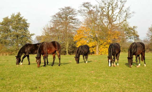 Jhrlingshengste in Hmelschenburg im November 2013, Foto: Beate Langels, Trakehner Gestt Hmelschenburg - Beate Langels