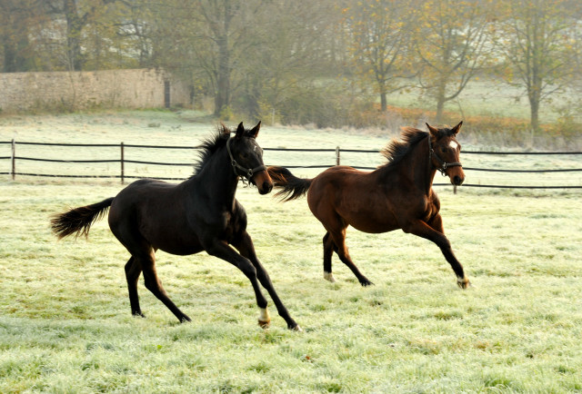 Absetzer von Saint Cyr und Showmaster - Hmelschenburg im November 2013, Foto: Beate Langels, Trakehner Gestt Hmelschenburg - Beate Langels