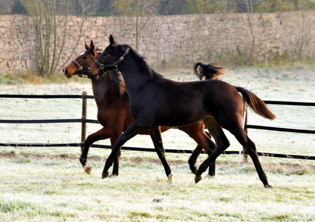 Absetzer von Saint Cyr und Showmaster - Hmelschenburg im November 2013, Foto: Beate Langels, Trakehner Gestt Hmelschenburg - Beate Langels