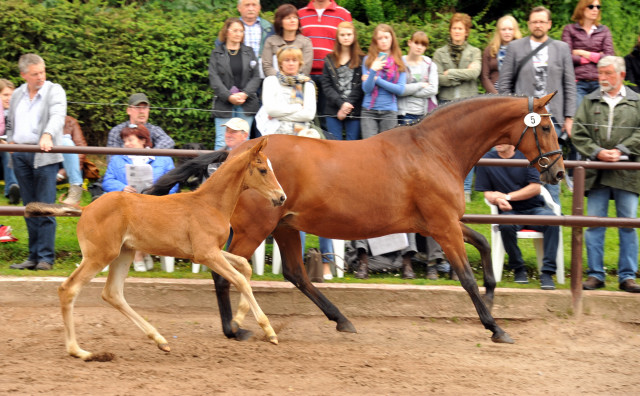 Hengstfohlen von Saint Cyr u.d. Pr.u.StPrSt. Karena v. Freudenfest im Gestt Hmelschenburg - Foto: Beate Langels