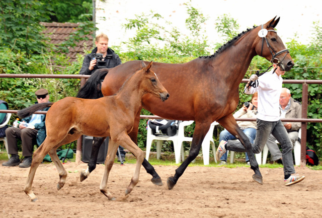 Hengst von Saint Cyr u.d. Hanna v. Summertime u.d. Elitestute Helena v. Matador