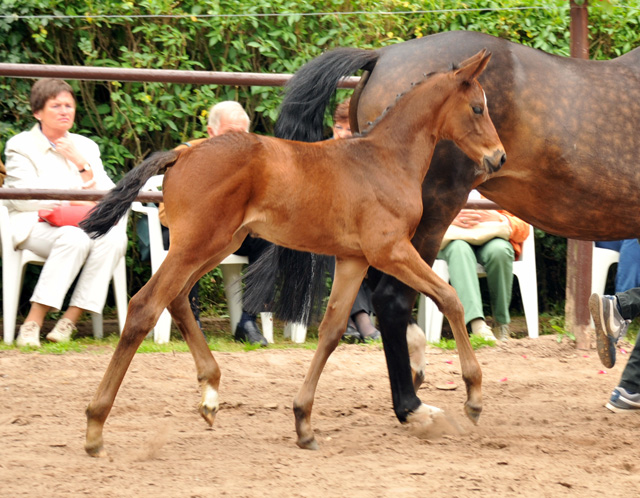 Stutfohlen von Saint Cyr x Lauries Crusador xx - Foto: Beate Langels