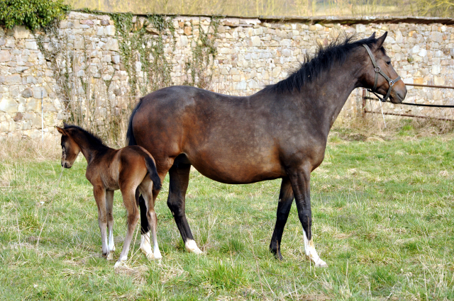 Oldenburger Stutfohlen von De Niro u.d. Schwalbendiva v. Totilas - 16. Mrz 2016
 - Trakehner Gestt Hmelschenburg - Beate Langels