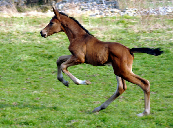 Hengstfohlen von High Motion u.d. Schwalbenlicht v. Imperio - Trakehner Gestt Hmelschenburg - Beate Langels