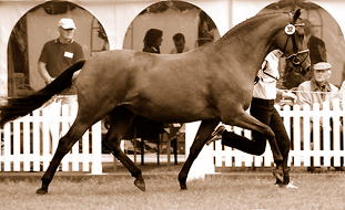 Pr.u.StPrSt. Karena v. Freudenfest u.d. ESt. Kalmar von Exclusiv, Foto: Beate Langels - Gestüt Hämelschenburg