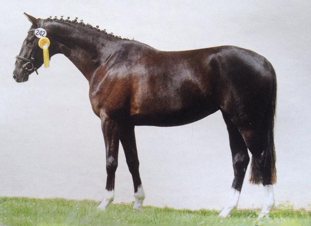 Trakehner Prmienstute GRENADINE  von Saint Cyr u.d. Pr.u.StPrSt. Grace Note v. Alter Fritz - copyright K. Schulz, Trakehner 
Gestt Hmelschenburg