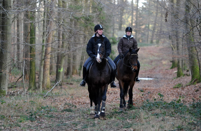 Ausritt im Januar 2012: Hirtenglanz und Shavalou - Foto: Beate Langels - Trakehner Gestt Hmelschenburg
