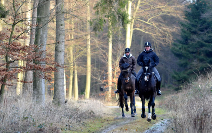 Ausritt im Januar 2012: Hirtenglanz und Shavalou - Foto: Beate Langels - Trakehner Gestt Hmelschenburg