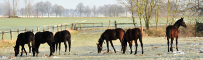 Februar Impressionen 2013 - Foto Beate Langels - Trakehner Gestt Hmelschenburg