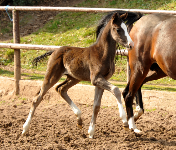 Hengstfohlen von De Niro u.d. Schwalbendiva von Totilas - Foto: Beate Langels - Trakehner Gestt Hmelschenburg