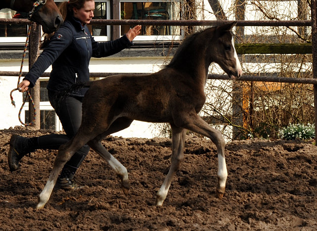 Hengstfohlen von De Niro u.d. Schwalbendiva von Totilas - Foto: Beate Langels - Trakehner Gestt Hmelschenburg