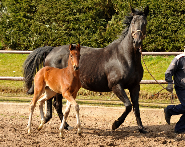 Trakehner Stutfohlen von Oliver Twist u.d. Elitestute Vicenza v.  Showmaster - Foto: Beate Langels, Trakehner Gestt Hmelschenburg