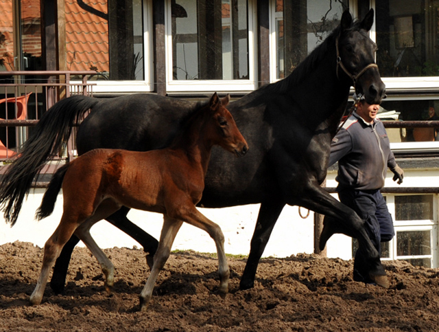 Trakehner Stutfohlen von Oliver Twist u.d. Elitestute Vicenza v.  Showmaster - Foto: Beate Langels, Trakehner Gestt Hmelschenburg