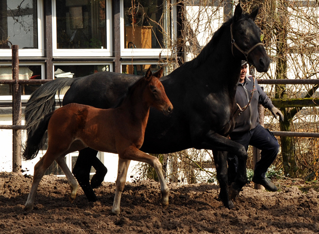 Trakehner Stutfohlen von Oliver Twist u.d. Elitestute Vicenza v.  Showmaster - Foto: Beate Langels, Trakehner Gestt Hmelschenburg