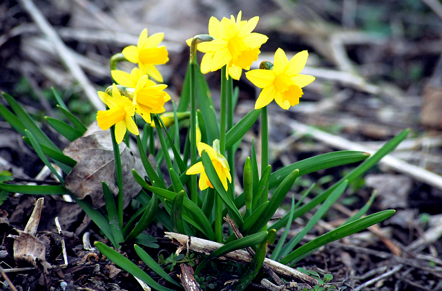 17. Mrz 2016
 - Trakehner Gestt Hmelschenburg - Beate Langels