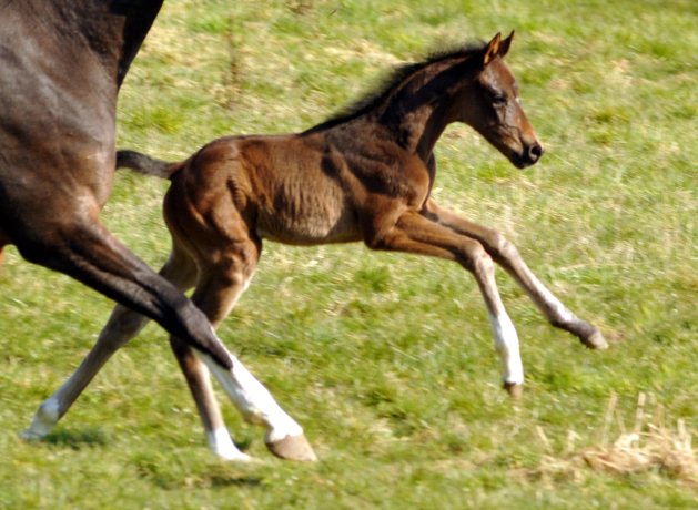 Oldenburger Stutfohlen von De Niro u.d. Schwalbendiva v. Totilas - 17. Mrz 2016
 - Trakehner Gestt Hmelschenburg - Beate Langels