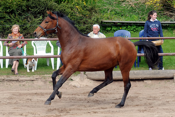 2jhriger Hengst von Exclusiv u.d. Schwalbenfee v. Freudenfest - Foto: Beate Langels - Trakehner Gestt Hmelschenburg