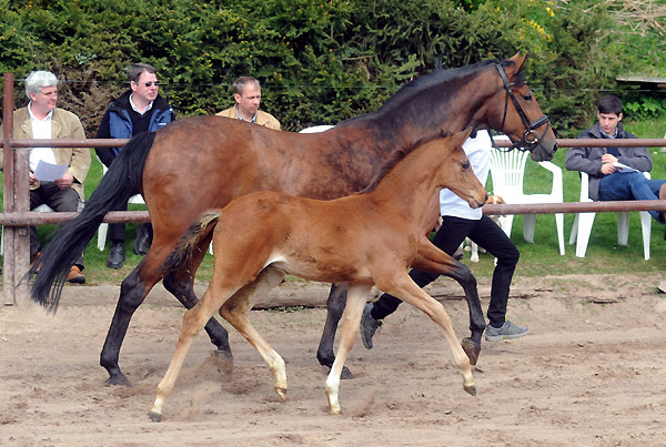 Karena v. Freudenfest mit Hengstfohlen von Saint Cyr - Foto: Beate Langels - Trakehner Gest t H melschenburg