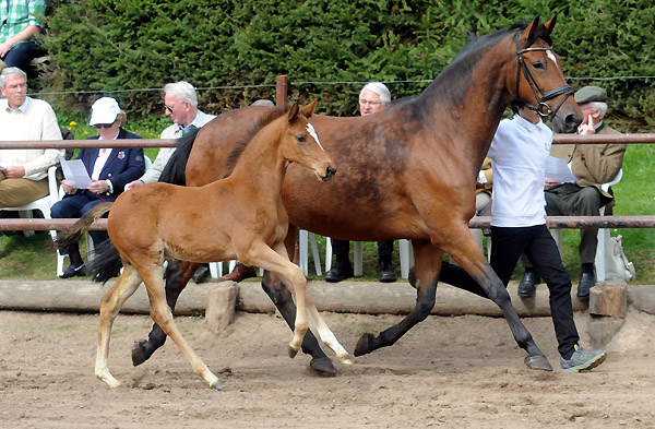 Karena v. Freudenfest mit Hengstfohlen von Saint Cyr - Foto: Beate Langels - Trakehner Gest t H melschenburg