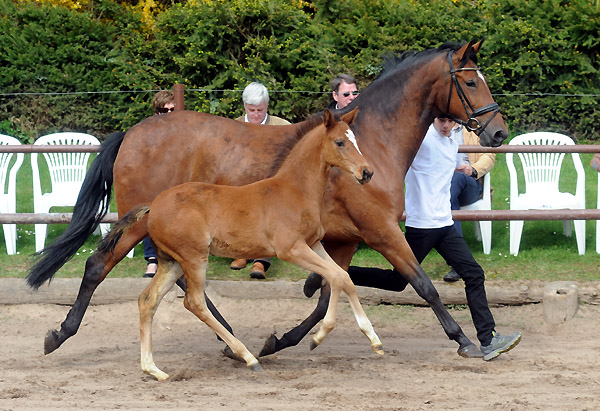 Karena v. Freudenfest mit Hengstfohlen von Saint Cyr - Foto: Beate Langels - Trakehner Gest t H melschenburg