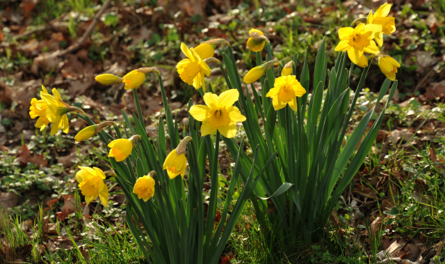 Trakehner Gestt Hmelschenburg