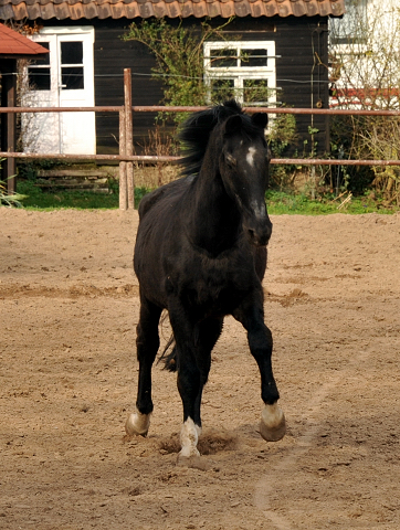 KOSTOLANY im 29. Lebensjahr im Trakehner Gestt Hmelschenburg